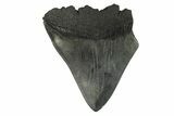 Partial Fossil Megalodon Tooth - Serrated Blade #295391-1